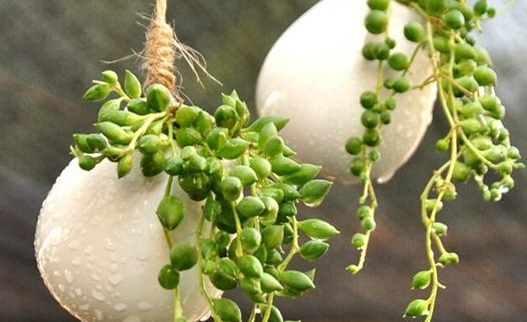 垂蔓的近义词是什么