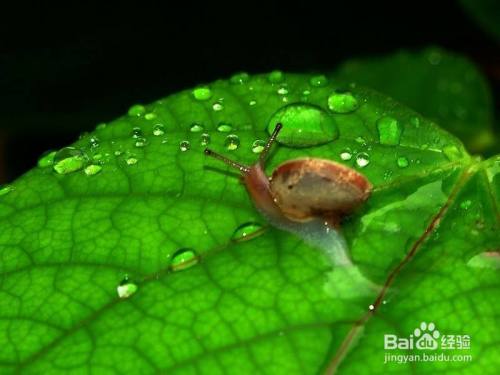 养蜗牛的注意事项都有些什么呢？