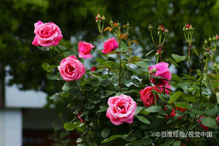 月季叶子黄了如何补救