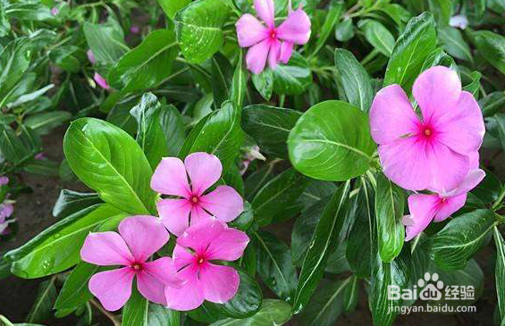 四季梅花的养殖方法和养殖注意事项有哪些？