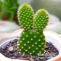 仙人掌类植物夜晚吸碳吐氧之谜