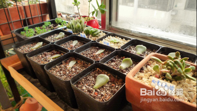 冬天来了，阳台变大棚。