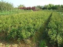 嫁接广玉兰小苗的措施有哪些？