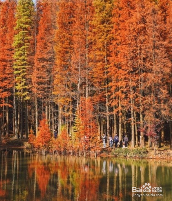 杭州的秋色有哪些