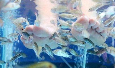 亲亲鱼为什么吃脚