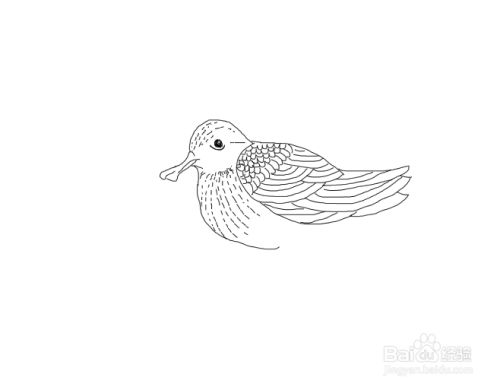 勺嘴鹬怎么画