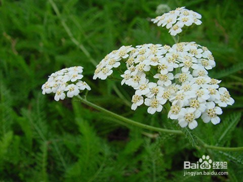 痛经用欧蓍草痛经组合搭配怎么调理?