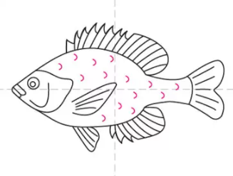 如何画一条鱼