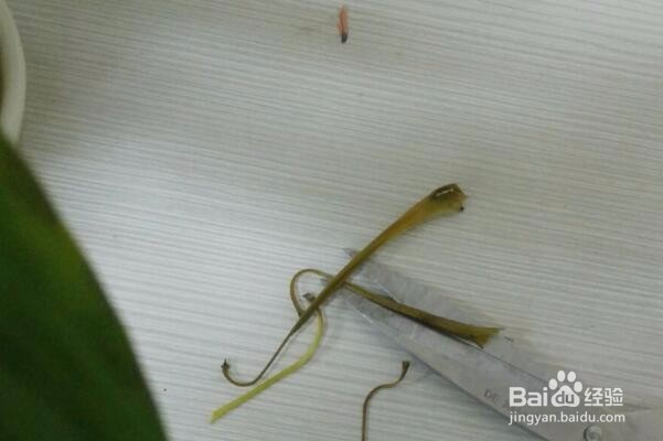 万年青叶子发黄怎么办？