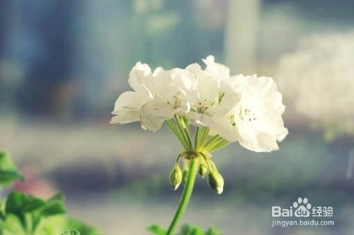 12星座攀龙附凤指数,你们会因为钱而结婚