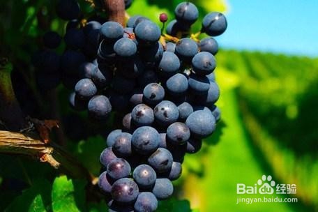 初学者应该了解的8个葡萄品种