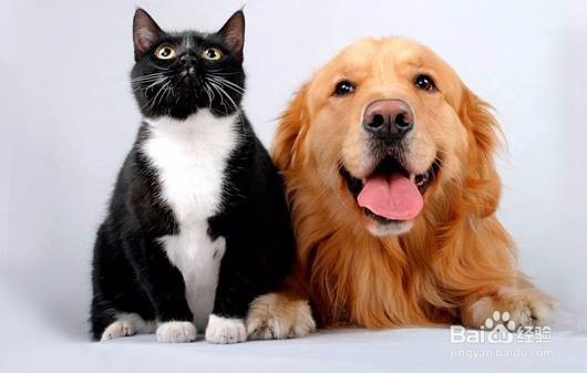 研究：养猫增加主人失明风险，养狗保护视力！