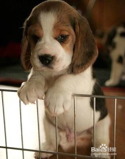 月经期间如何丰胸?