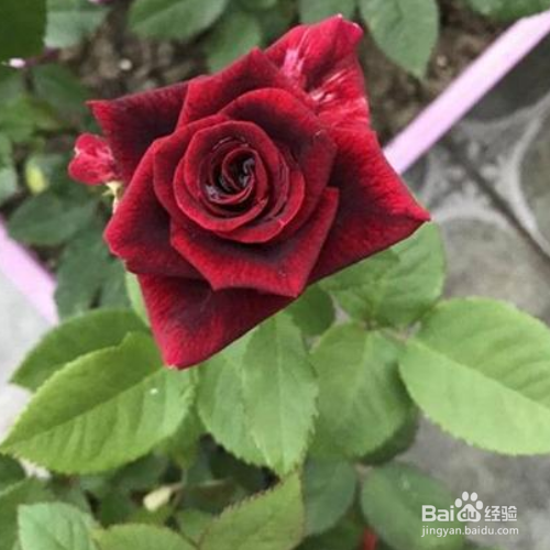 路易十四玫瑰的养殖方法和注意事项