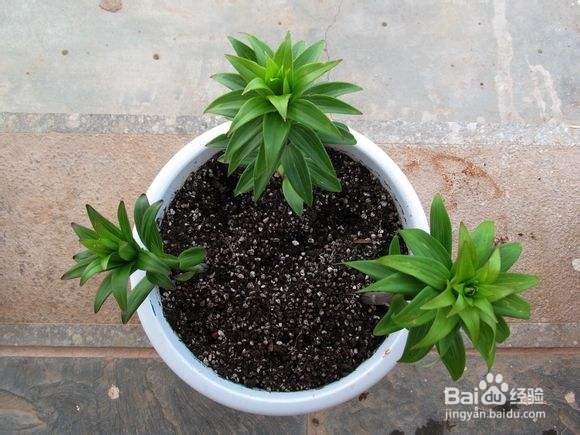 如何在家里种植百合