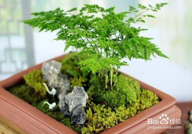 文竹生存能力强吗在室内好养吗