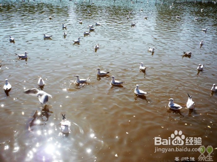 【春的迁徙】冬日，昆明观鸥攻略