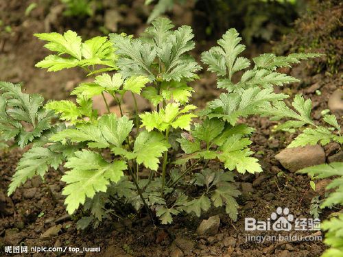 祛痘的小窍门【情人节篇】