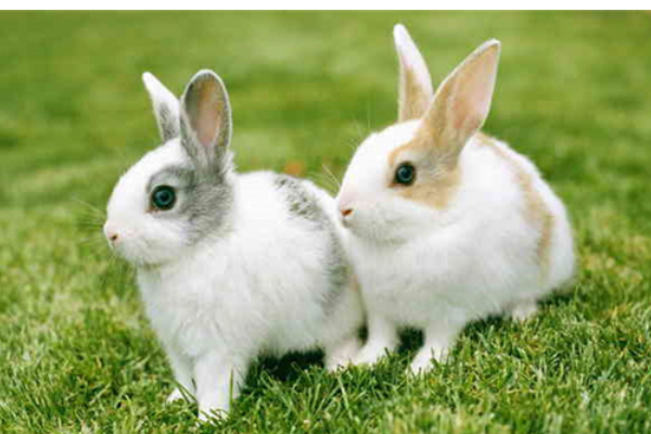 一只兔子大约重多少