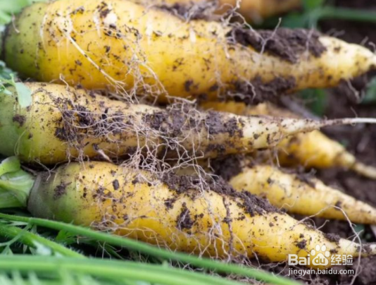 冬天必吃的6种蔬菜