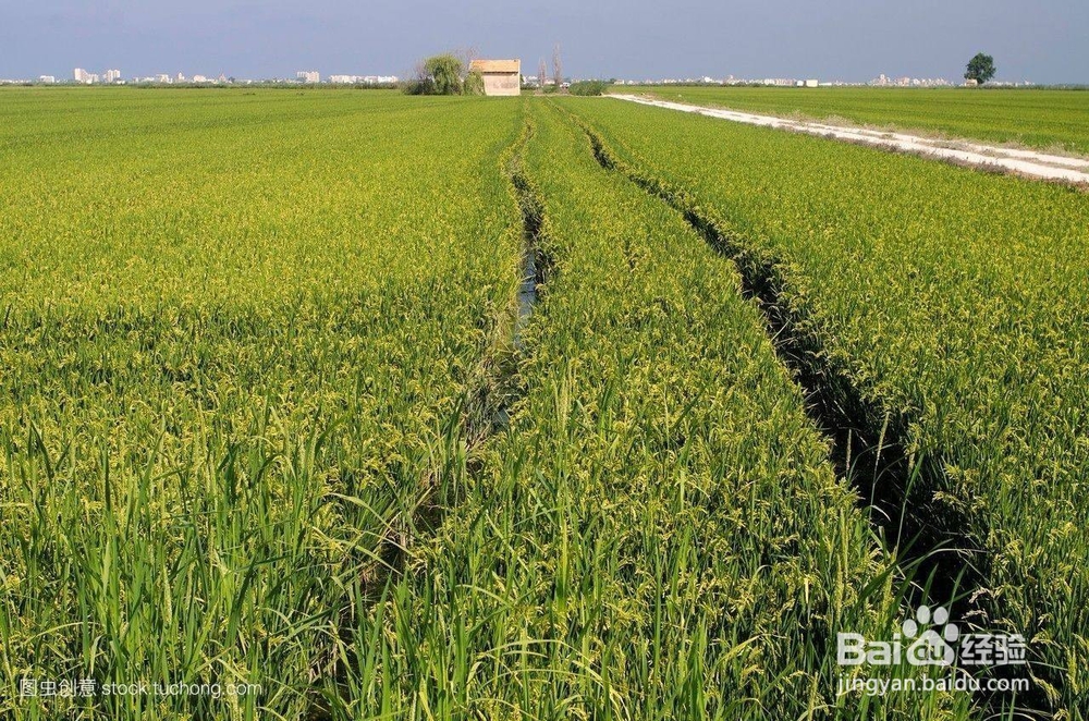 频振式杀虫灯在农业种植中可以得到普及吗?
