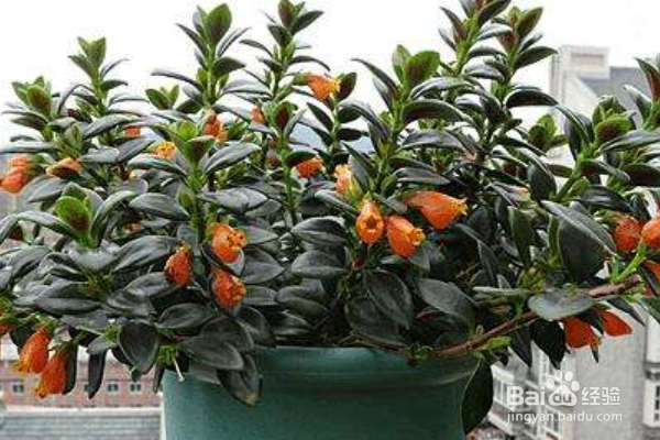 金鱼吊兰如何养护