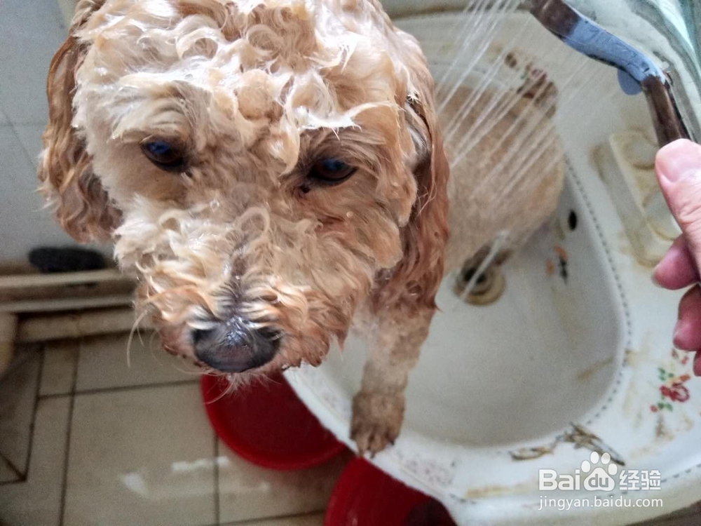 如何为家里的宠物狗洗澡