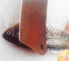 刮鱼鳞的小妙招