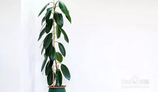 净化空气的植物怎么选择？