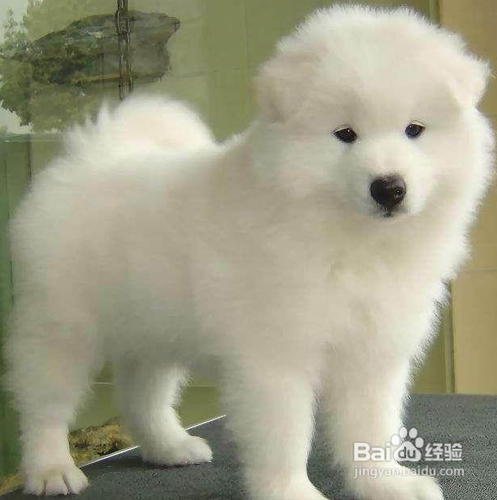 萨摩耶幼犬怎么养