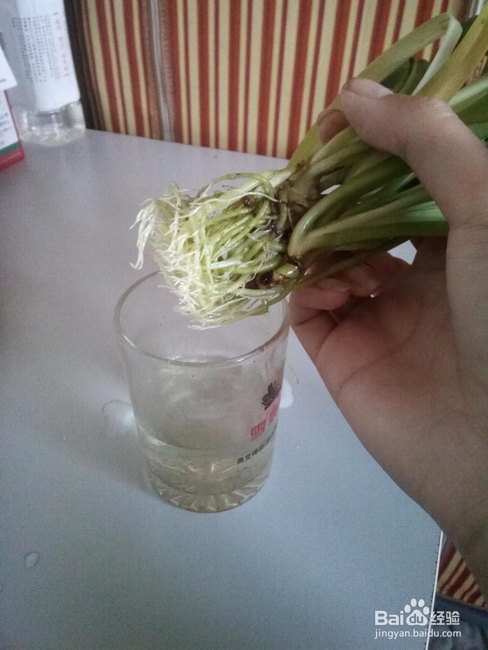 怎么水养吊兰