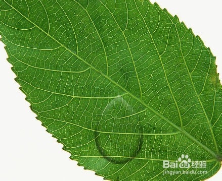 ps制作水滴效果图