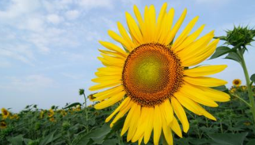 路由器接口线的插法