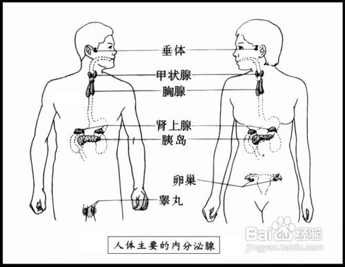 导致内分泌失调的原因