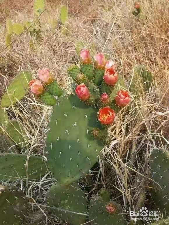 6种花家家必养，小病小痛用得上，药费都省了