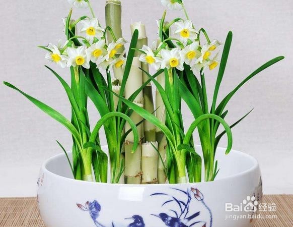水仙花怎么催花