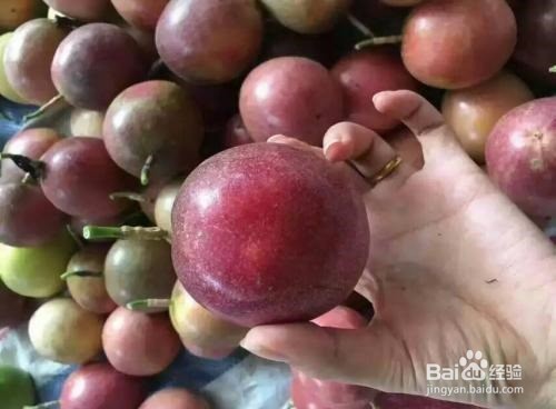 牛油果的作用以及食用禁忌