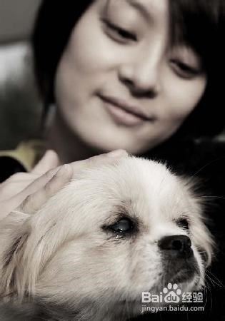 怎样哄你家生病的小狗狗主动吃