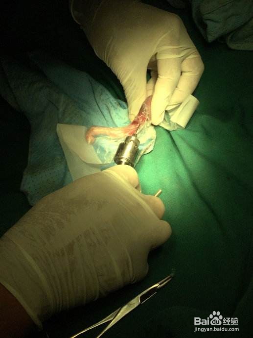 龙猫骨折怎么办