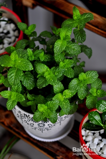 【孕期食谱】番茄烧排骨做法,秘制番茄烧排骨