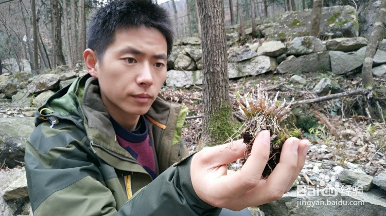 正宗霍山石斛多少钱一斤