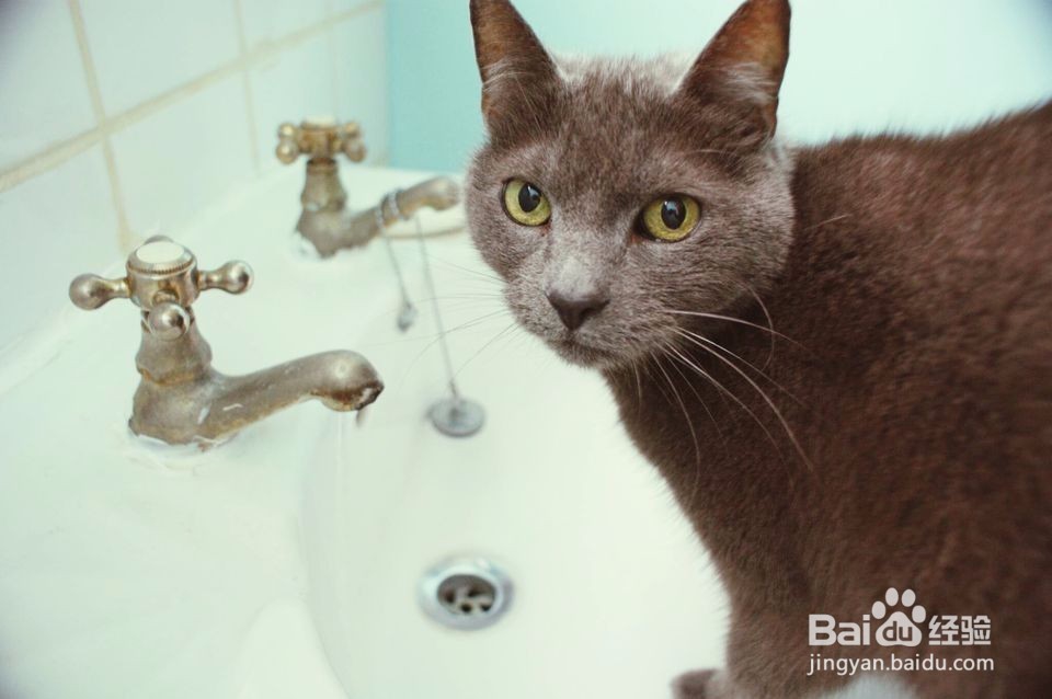 应对猫的泌尿问题