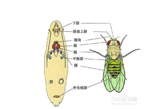 苍蝇的结构图介绍图片