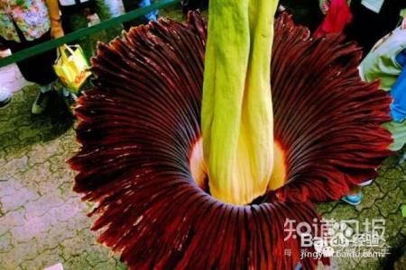 铁树开花难有些花100年开1次才是真绝色