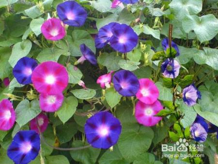 路边随手摘了几颗花种扔到土里，不花一分钱，阳台变成小花园！