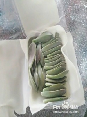 石莲花的养护技巧有什么?