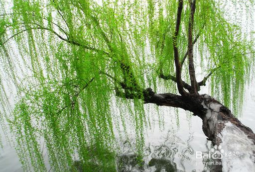 柳树做盆景可以在家养吗怎么都说不能养呢