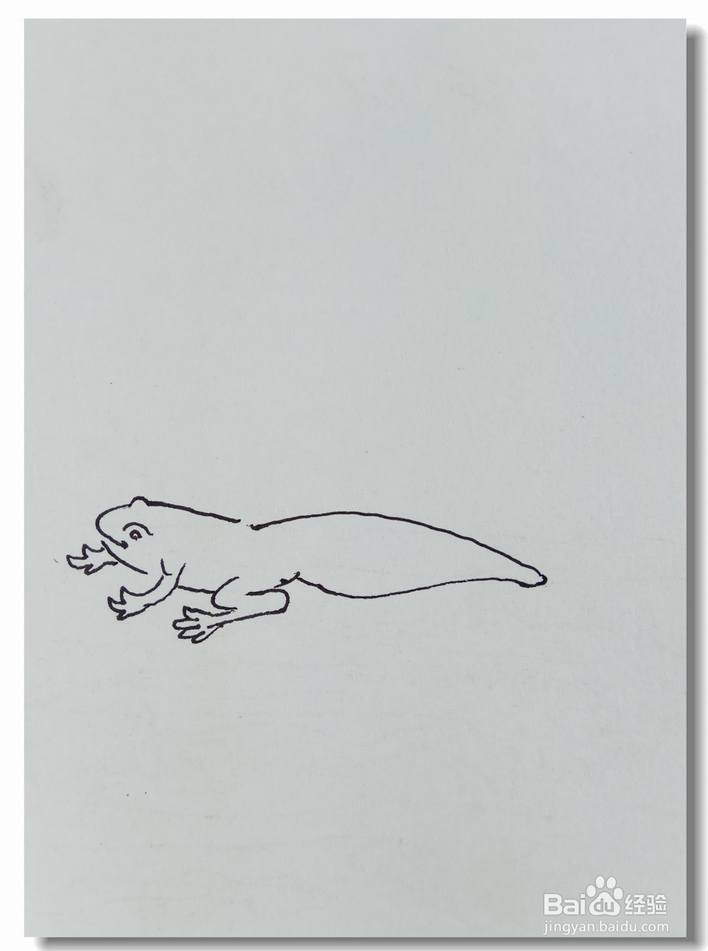 怎样画钢笔画“青蛙是怎样变成的”?