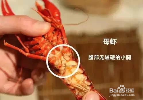 小龙虾怎么吃视频播放
