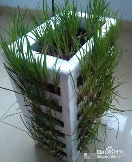 阳台就能种出有机蔬菜咯